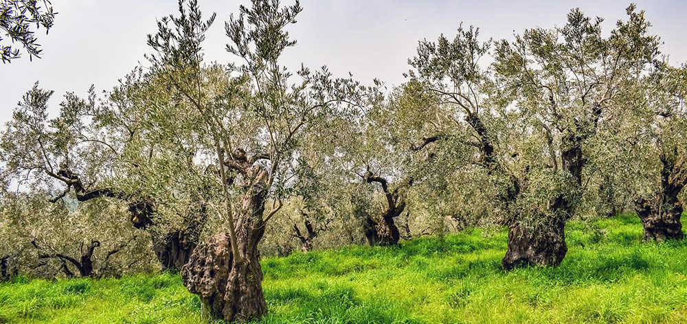 Ελαιώνας